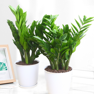 金钱树盆栽植物室内钱串子大盆四季常青办公室客厅观叶绿植发财树