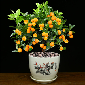 四季金桔树苗盆栽客厅招财植物小橘子绿植盆景带果室内花卉年宵花