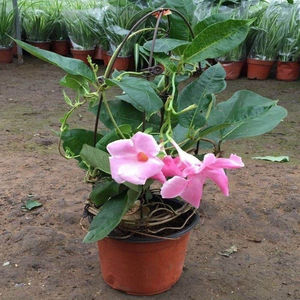 双线藤飘香藤花苗盆栽双喜藤室内四季花卉观花攀爬类植物庭院造