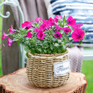 牵牛花盆栽爬藤植物阳台庭院室内开花带花苞好养绿植牛年礼品花卉