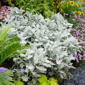 牧云间 银叶菊 芙蓉菊盆栽 花镜植物 室外阳台庭院观叶多年生木本