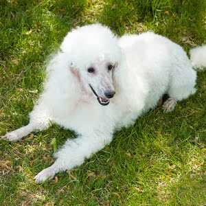 【龟与熊猫】纯种白色巨型贵宾犬幼犬超大型巨贵犬巨型泰迪宠物狗