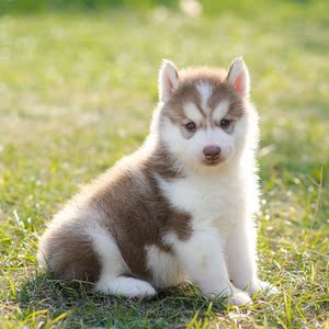 【龟与熊猫】纯种哈士奇幼犬红色棕色二哈西伯利亚雪橇犬宠物狗狗