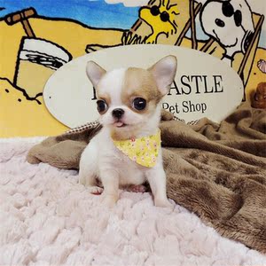 【龟与熊猫】吉娃娃幼犬纯种活体茶杯犬袖珍犬家养长不大宠物狗