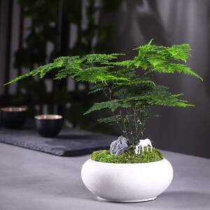 桌上小盆栽绿植宿舍植物大盘景文竹挺水客厅禄植室内土养盘栽摆件