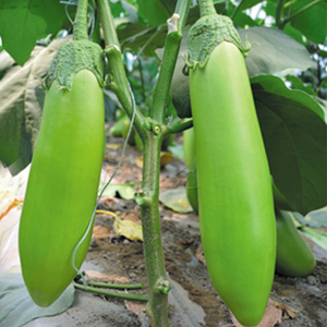 特色绿长茄茄子种子青茄子籽水果绿罐茄高产春秋四季盆栽蔬菜种孑