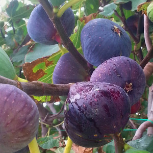 无花果树苗新品特大波姬红波尔多庭院盆栽地栽南北方种植当年结果