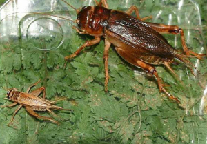 花生蟋蟀花生大蟋大亚成体型大 为众多品种的蟋蟀之首