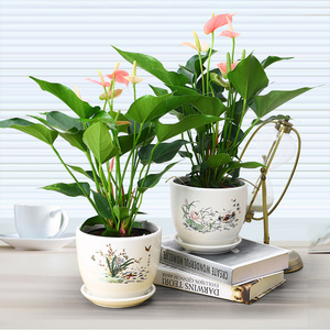 粉掌红掌办公室内花卉开花绿植净化空气好养易活植物桌面小盆栽
