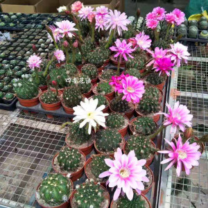 60忠石百货商行淘宝22剑芒丸实生仙人球稀有开花粉花仙人掌多x肉