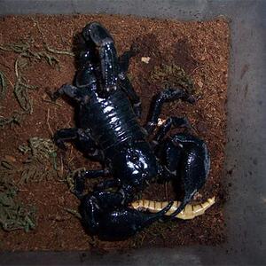 特价冲钻亚洲雨林蝎假帝王蝎14-16cm随机发放包活包风险宠物蝎子
