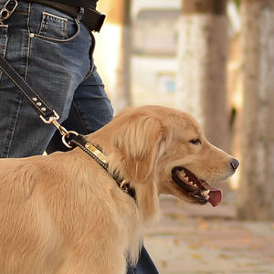 狗狗项圈脖套
