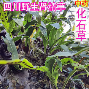 新款肾精草茶化石草野生正品男性女性肾经茶肾茶石伟排溶石茶金钱