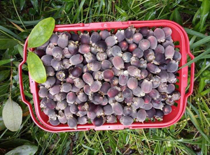 新鲜桃金娘捻子山稔山捻子岗豆稔水果泡酒乌稔野生乌多尼3斤