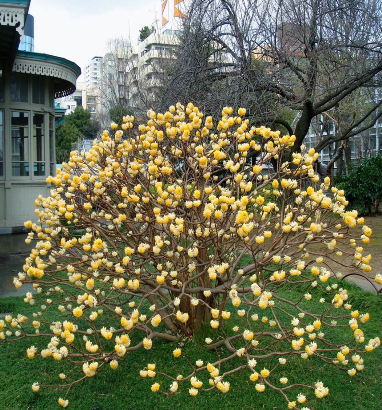耐寒结香花苗盆栽盆景造型含盆四季开花木本大苗庭院阳台美观花卉
