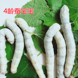 蚕宝宝活物金丝蚕卵1-5龄蚕学生养蚕套装虎蚕蚕种123龄蚕住的房子