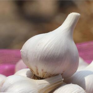 苍山大蒜四六瓣