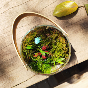 生态瓶辣椒蟹微景观小型客厅鱼缸桌面鱼虾蟹苔藓植物水陆缸螃蟹缸