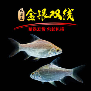 泰国鲫金银元宝双线侧飞凤热带观赏鱼活体混养地图银龙红鹦鹉皇冠