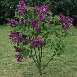 庭院植物芳香花卉盆栽开花植物丁香花树苗花卉苗木紫丁香白丁香苗