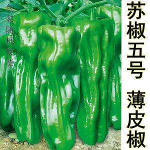 苏椒5号辣椒种子改良型杂交灯笼形皱皮薄皮高产大果青椒虎皮椒