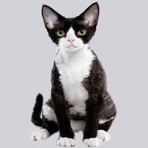 德文卷毛猫纯种幼猫黑白不掉毛棕虎斑帝王猫蓝眼赛级宠物活体猫咪