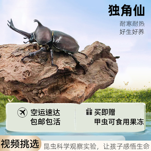 独角仙另类甲虫宠物成虫幼虫姬兜爬虫巨型超大个体兜虫活体锹甲