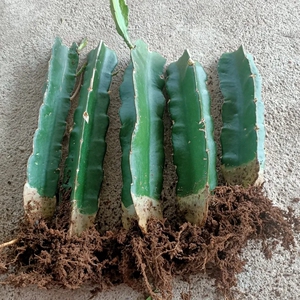 三角柱嫁接用仙人掌蟹爪兰球植物砧木三棱箭观茎植物多用带根发货