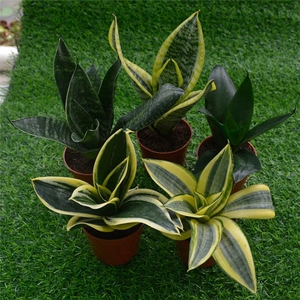 虎皮兰矮脚金边虎尾兰哈呢虎耳兰绿植室内四季绿水培吸甲醛防辐射