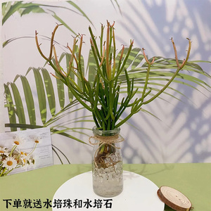 红珊瑚水培新宠招财棍室内桌面绿植客厅水养植物防辐射观赏小盆栽