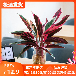 火凤凰羽七彩竹芋水培植物室内水养花卉孔雀竹防辐射桌面绿植盆栽