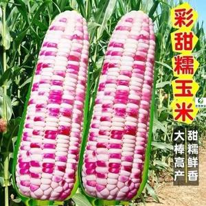 超甜水果糯玉米四季甜糯玉米种子高产大田七彩糯玉米种子早熟
