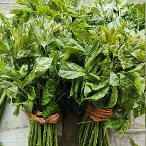 新鲜刺五加 云南特产 野生山菜刺果棒山野菜刺拐棒