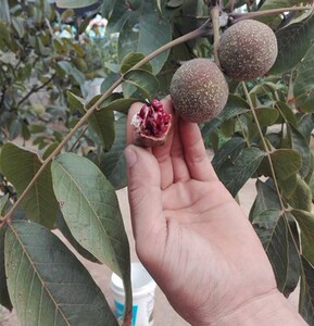 大量出售红核桃树苗红皮核桃苗嫁接美国红仁核桃紫皮红仁核桃树苗