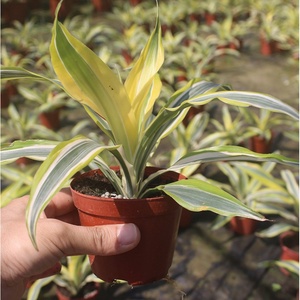 巴西美人 金边铁 室内绿植盆栽办公室花卉水培植物四季青叶吊兰