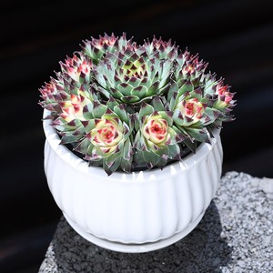 云南直发多肉植物七彩凌娟群生多头办公室内绿植花卉新手肉肉植物