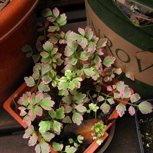 耐阴彩叶水芹观叶绿植花园植物搭配生长快速水生多年生宿根耐寒