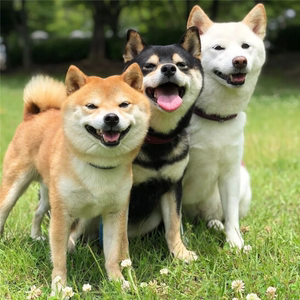 无偿免费领养柴犬幼犬出售日本柴犬日系小豆柴宠物狗狗活幼体幼崽