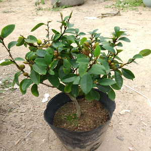 含笑树苗盆栽庭院阳台好养含笑花苗芳香浓香植物当年开花耐寒花卉