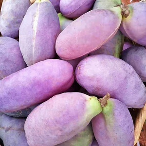 八月瓜苗八月炸树苗紫色田氏当年结果三叶木通苗九月黄中华肾种子