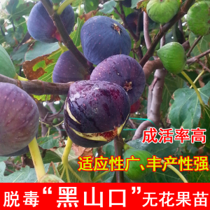 黑山口黄山口无花果树苗特大糖心日本紫果北南方庭院种植当年结果
