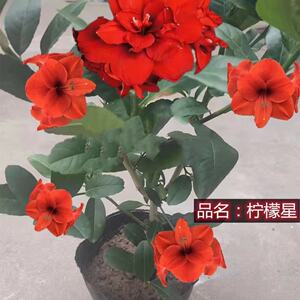 室外花卉植物易活耐热耐寒花驱蚊驱蝇香花超长花期四季清香懒人