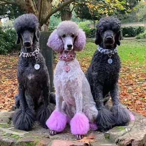 巨贵犬纯种超大巨型贵宾犬幼犬灰泰迪香槟巧克力红色宠物活体狗狗