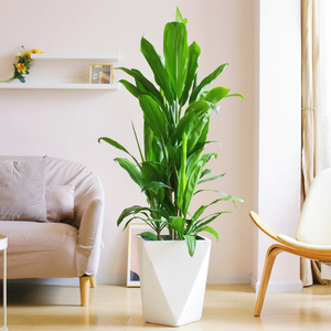 青叶朱蕉大型盆栽室内办公室客厅老桩观叶绿植净化空气青叶铁植物