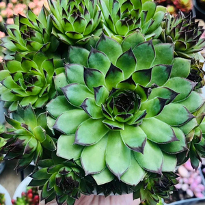 七彩观音莲植物室内超大棵宿舍好养盆栽容易爆盆的多肉老桩小盆景