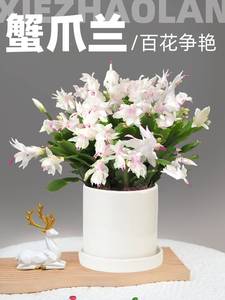 白玛丽白色蟹爪兰花卉植物室内花好养带花苞多色开花不断白雪塔