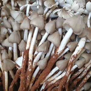 鸡枞菌种高产种子伞把菇三塔菌荔枝菌云南贵州食用菌种包人工种植
