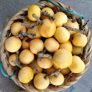 【5月特产】苏州东山白玉青种枇杷白沙新鲜水果当季2500g大果礼盒