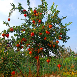 甜石榴树树苗