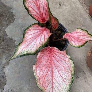 泰国彩叶芋粉色飞溅粉色和声白月光彩叶芋花卉盆栽绿植室内好养`